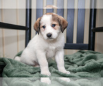 Puppy Gina Great Pyrenees