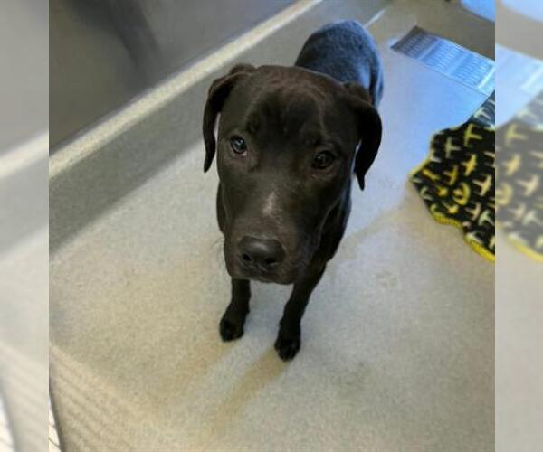 Medium Photo #1 Labrador Retriever Puppy For Sale in San Martin, CA, USA