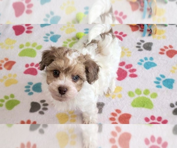 Medium Photo #3 Poovanese Puppy For Sale in ORO VALLEY, AZ, USA