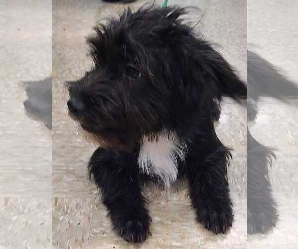 Medium Photo #3 Mutt Puppy For Sale in Pipe Creek, TX, USA