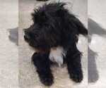 Small #2 Mutt