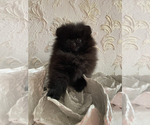Image preview for Ad Listing. Nickname: Gucci