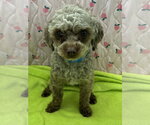 Small #3 Poodle (Miniature)