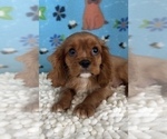 Small Photo #3 Cavalier King Charles Spaniel Puppy For Sale in MARTINSVILLE, IN, USA