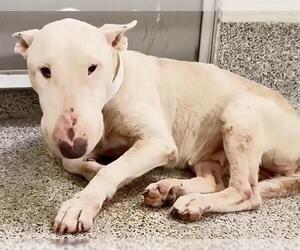 Bull Terrier Dogs for adoption in Houston, TX, USA