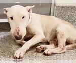 CIARA - Female Bull Terrier Dog for Adoption - Small photo