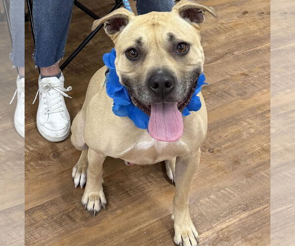 Medium Photo #4 American Staffordshire Terrier Puppy For Sale in Cranford, NJ, USA