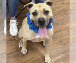 Small #3 American Staffordshire Terrier