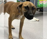 Small #1 Feist Terrier-Labrador Retriever Mix