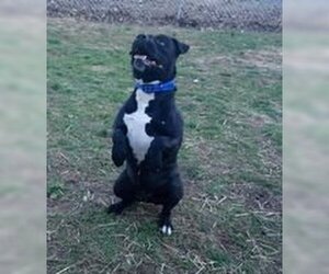 Deitz - Male Bulloxer Dog for Adoption - Photo #7