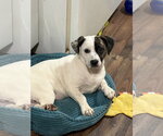 Small #2 Pekingese Mix