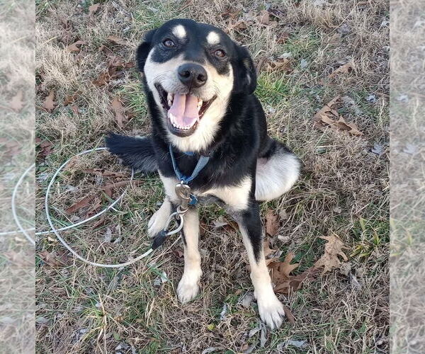 Medium Photo #1 Gerberian Shepsky Puppy For Sale in Spring Lake, NC, USA