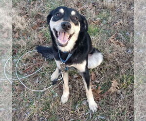 Gerberian Shepsky Dogs for adoption in Spring Lake, NC, USA