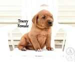 Small Photo #37 Labrador Retriever Puppy For Sale in DAYTON, VA, USA
