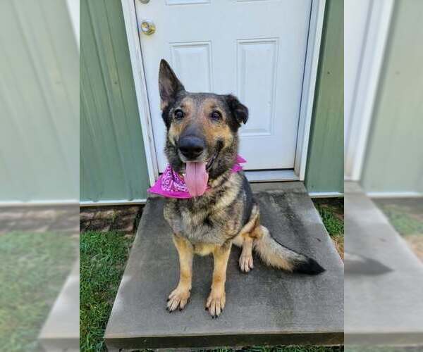 Medium Photo #7 German Shepherd Dog-Unknown Mix Puppy For Sale in Brewster, NY, USA