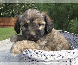 Cavapoo Puppy for sale in SOUTH BEND, IN, USA