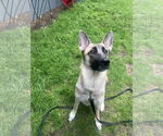 Small #6 German Shepherd Dog