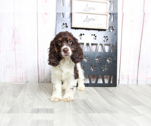 Cocker Spaniel Puppy for sale in MARIETTA, GA, USA