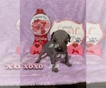 Small Photo #5 Xoloitzcuintli (Mexican Hairless) Puppy For Sale in BRIDGEVILLE, CA, USA