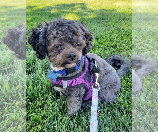 Medium Photo #3 Shih Tzu-Unknown Mix Puppy For Sale in Corona, CA, USA
