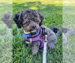 Small #2 Shih Tzu Mix