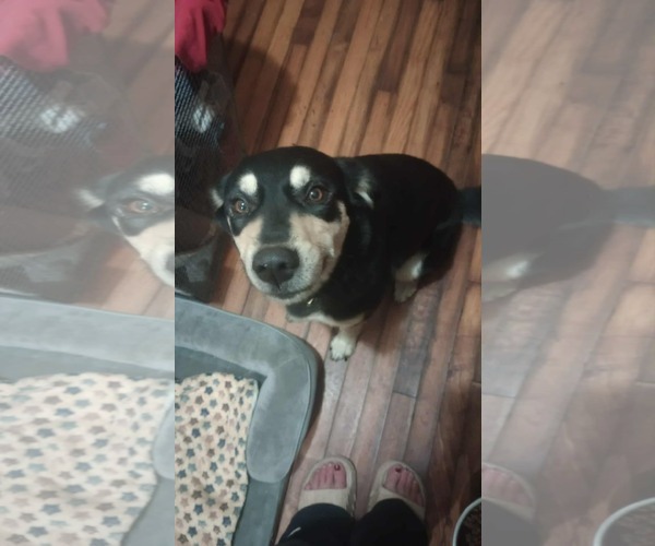 Medium Photo #2 Gerberian Shepsky Puppy For Sale in Spring Lake, NC, USA