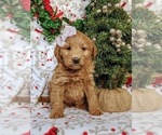Small Photo #6 Labradoodle Puppy For Sale in QUARRYVILLE, PA, USA