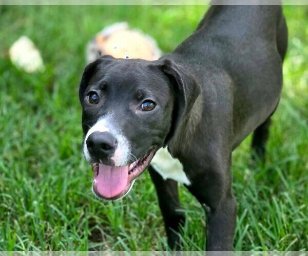 Medium Photo #4 Beagle-Unknown Mix Puppy For Sale in Anniston, AL, USA