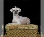 Small Shih Tzu
