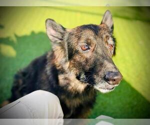 Mutt Dogs for adoption in Orlando, FL, USA