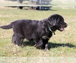 Small Photo #11 Golden Mountain Dog Puppy For Sale in CLAYTON, WA, USA