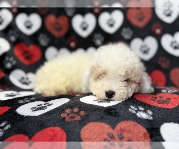 Medium Photo #7 Bichpoo Puppy For Sale in LAKELAND, FL, USA