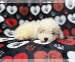 Hex - Male Bichpoo Puppy for Sale - Photo #7