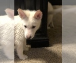 Small Photo #10 Wolf Hybrid Puppy For Sale in FILLMORE, LA, USA