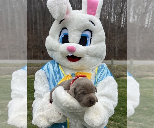 Medium Photo #4 Labrador Retriever Puppy For Sale in NEOLA, WV, USA