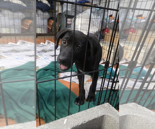 Medium Photo #1 Labrador Retriever-Unknown Mix Puppy For Sale in SHERBURNE, NY, USA