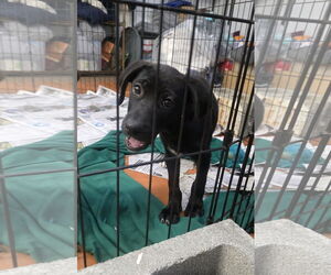 Labrador Retriever-Unknown Mix Dogs for adoption in SHERBURNE, NY, USA