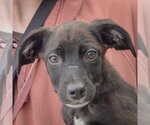 Small #4 German Shorthaired Pointer Mix