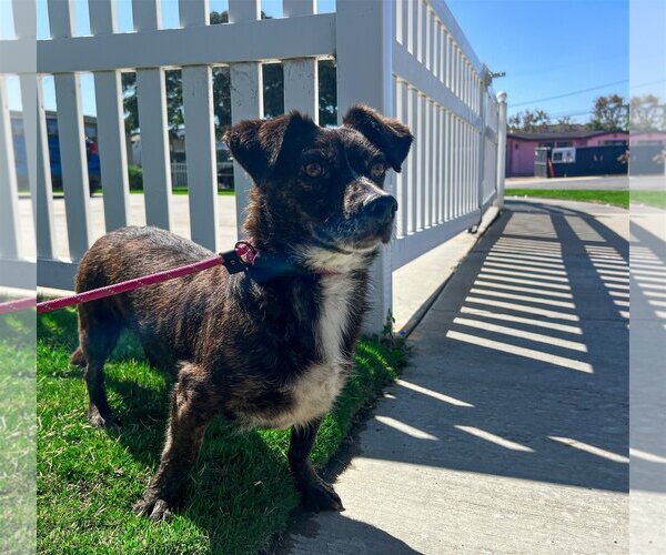 Medium Photo #5 Dachshund-Spaniel Mix Puppy For Sale in Newport Beach, CA, USA