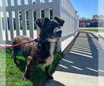 Small Photo #5 Dachshund-Spaniel Mix Puppy For Sale in Newport Beach, CA, USA