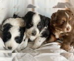 Small Photo #1 Australian Shepherd Puppy For Sale in PELKIE, MI, USA