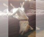 Small #3 Great Pyrenees Mix