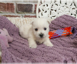 Small #3 West Highland White Terrier