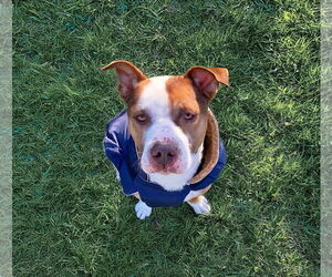 Mutt Dogs for adoption in Unionville, PA, USA