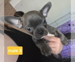 Small #1 Faux Frenchbo Bulldog