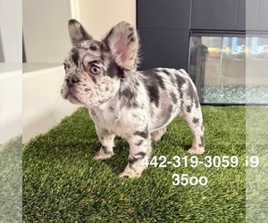 French Bulldog Puppy for Sale in HESPERIA, California USA