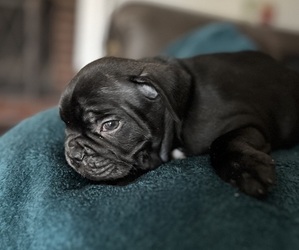 Medium French Bulldog