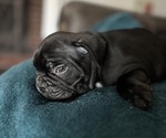 Puppy Puppy 6 Draco French Bulldog