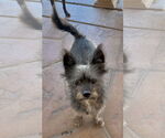 Small #5 Mutt