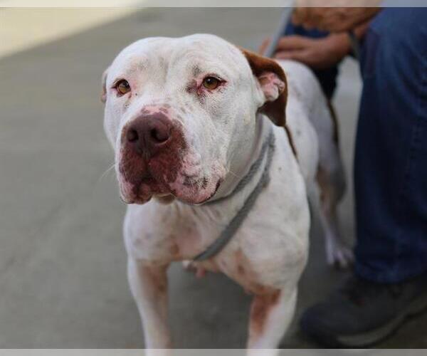 Medium Photo #1 American Pit Bull Terrier Puppy For Sale in Martinez, CA, USA